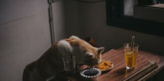 Excellent Cat Food: New Picks For A Healthy, Happier Felines