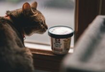 Vital Info To Feline Diet: The Best Cat Food For A Better Health Vital Info to Feline Diet: Top 10 Cat Foods for Optimal Health