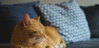 Cat Grooming: The Best Tips To Tickled A Healthy Feline