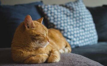 Cat Grooming: The Best Tips To Tickled A Healthy Feline Cat Grooming: The Best Tips To Tickled A Healthy Feline