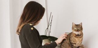 Closing Files to Cat Grooming: Very vital Guidelines for a Wholesome, Delighted Pussycat