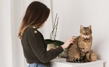 Cat Grooming: Very vital Guidelines for a Wholesome Delighted Pet Closing Files to Cat Grooming: Very vital Guidelines for a Wholesome, Delighted Pussycat