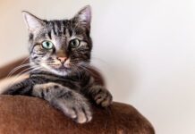 The Best Cat Grooming Pointers: Care To Your Pussycat Health The Best Cat Grooming Pointers: Care To Your Pussycat Health