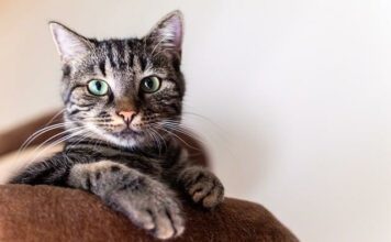 The Best Cat Grooming Pointers: Care To Your Pussycat Health The Best Cat Grooming Pointers: Care To Your Pussycat Health