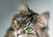 Cats Queer Behavior: All You Need To Know About Homosexuality In Cats 2024 Cats Queer Behavior: All You Need To Know About Homosexuality In Cats 2024