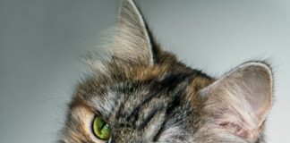 Cats Queer Behavior: All You Need To Know About Homosexuality In Cats 2024