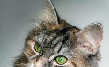 Cats Queer Behavior: All You Need To Know About Homosexuality In Cats 2024 Cats Queer Behavior: All You Need To Know About Homosexuality In Cats 2024