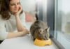 How Can I Keep My Cat Healthy and Happy? New Best 2025 Tips A cat enjoying a balanced meal in a clean dish