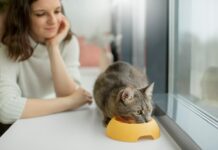 How Can I Keep My Cat Healthy and Happy? New Best 2025 Tips How Can I Keep My Cat Healthy and Happy? New Best 2025 Tips A cat enjoying a balanced meal in a clean dish