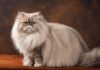 Persian Cat Popular Breed Known For Long Fur And Demeanor
