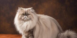 Persian Cat Popular Breed Known For Long Fur And Demeanor