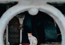 Best Cat Friendships: Expert Tips To Train Your Cat Best Cat Friendships Expert Tips To Train Your Cat