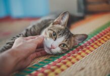 Whiskered Miracles A New Heartwarming Story Of Cats Save Lives Whiskered Miracles A New Heartwarming Story Of Cats Save Lives