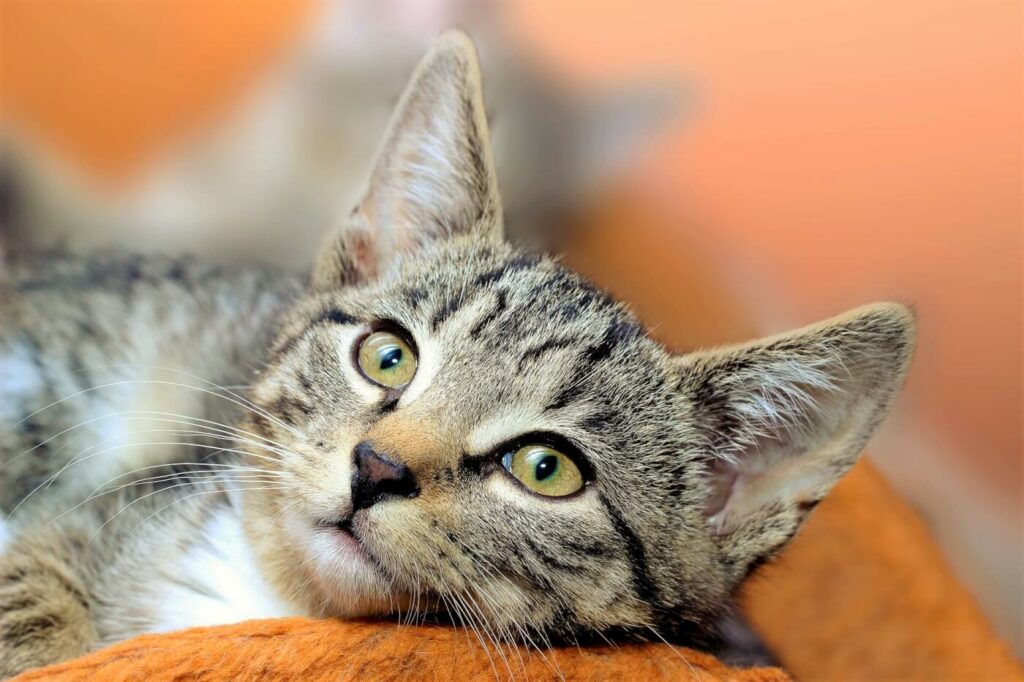 Breaking Cat News: New Trends You Can No Longer Miss!