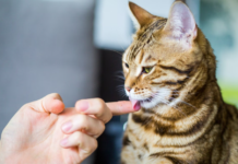 Why Does My Cat Lick Me When I Pet Her? 2025 Greatest Tips Why Does My Cat Lick Me When I Pet Her