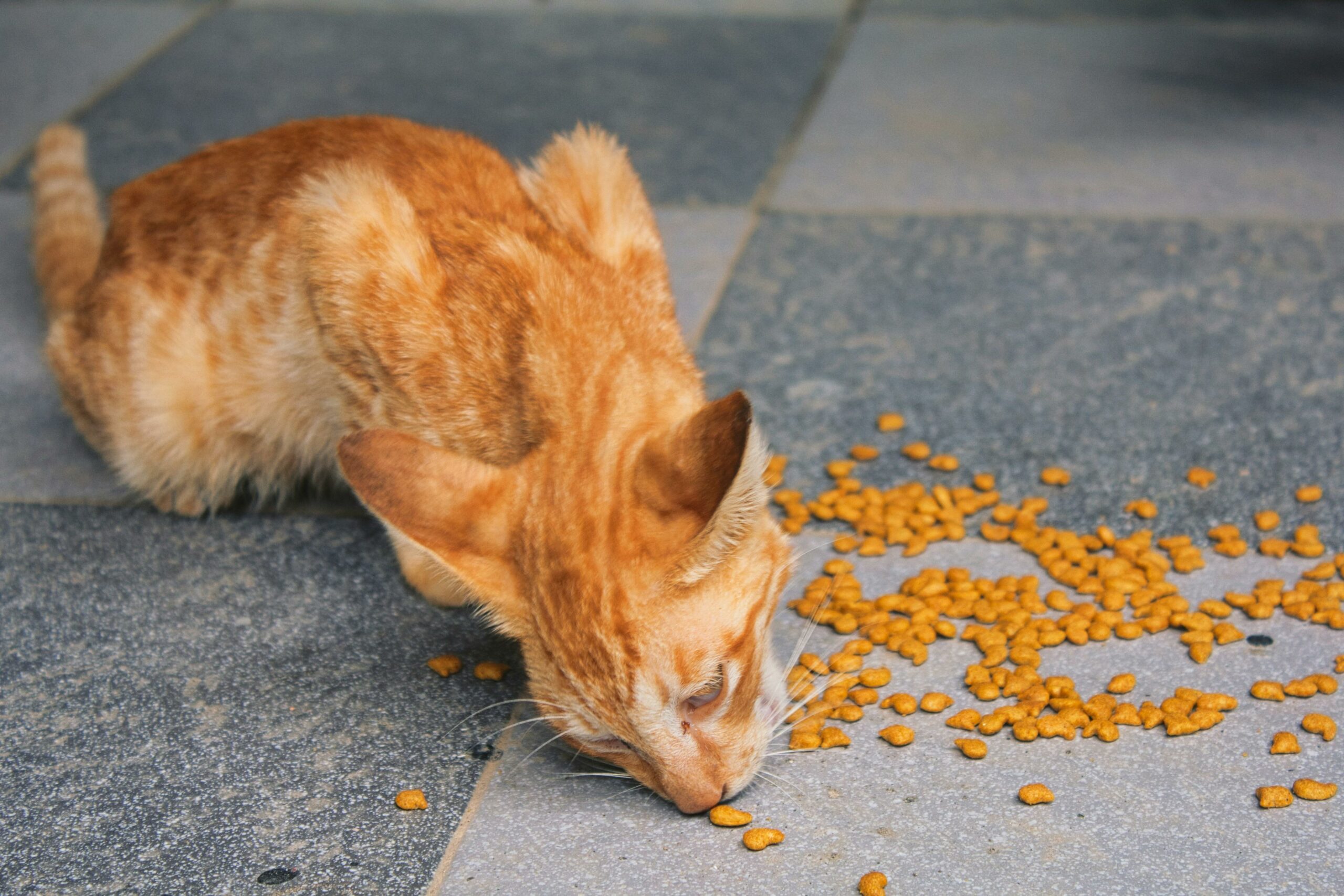 cat food