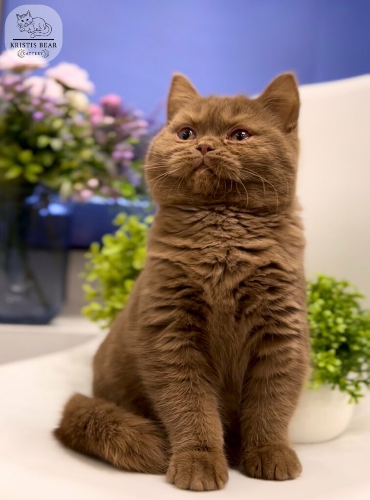 Are Orchids Poisonous To Cats You Need To Know About 2 (2)