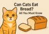 Can Cats Eat Bread? All You Must Know Can Cats Eat Bread All You Must Know