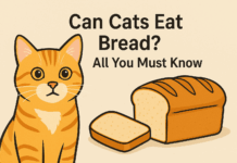 Can Cats Eat Bread? All You Must Know Can Cats Eat Bread All You Must Know