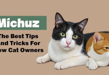 Michuz – The Best Tips And Tricks For New Cat Owners Michuz The Best Tips And Tricks For New Cat Owners