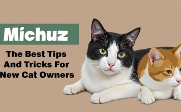 Michuz – The Best Tips And Tricks For New Cat Owners Michuz The Best Tips And Tricks For New Cat Owners