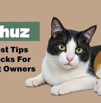 Michuz – The Best Tips And Tricks For New Cat Owners Michuz The Best Tips And Tricks For New Cat Owners