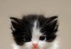 What Breed Of Kitten Is The Cutest That Melt Heart 2025 (1)