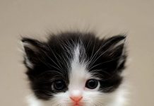What Breed Of Kitten Is The Cutest That Melt Heart? What Breed Of Kitten Is The Cutest That Melt Heart 2025 (1)
