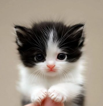 What Breed Of Kitten Is The Cutest That Melt Heart? What Breed Of Kitten Is The Cutest That Melt Heart 2025 (1)