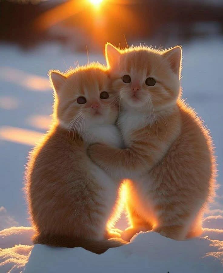 What Breed Of Kitten Is The Cutest That Melt Heart 2025 (2)